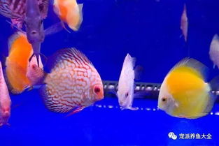 高颜值的观赏鱼，游在指尖的艺术品